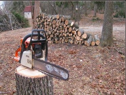 Служители на полицията в Кула са преустановили незаконна сеч и