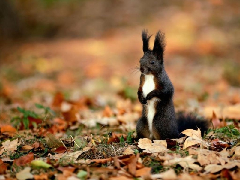 През нощта ще бъде ясно и тихо След полунощ на