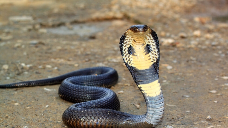Отровна змия избяга в Германия което доведе до евакуацията на