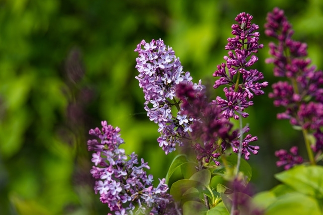 Днес ще бъде предимно слънчево Около и след обяд над