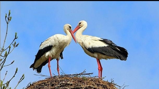 Служители от общинската администрация в монтанското село Георги Дамяново спасиха