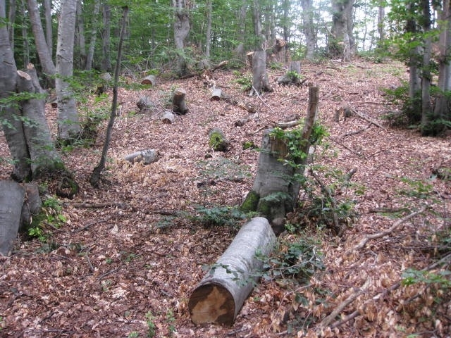 Бандити са отсекли и отмъкнали дървета от имота на възрастен