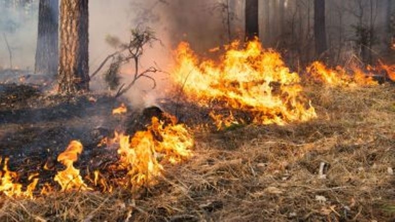 Над 150 дка гора лозя и пшеница бяха изпепелени във