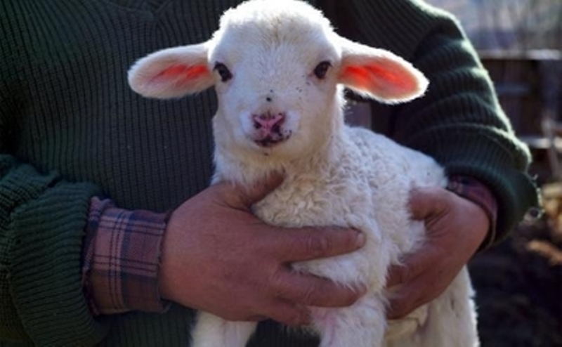 Трима откраднаха животни от кошара във врачанското село Остров съобщиха