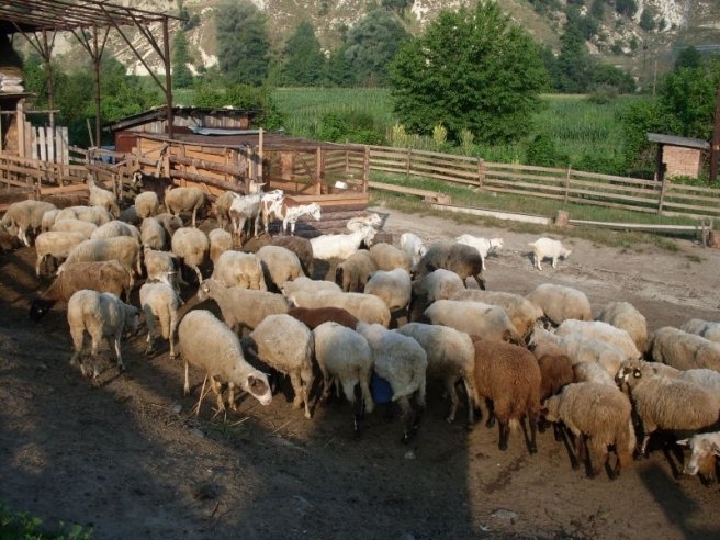 Полицията издирва крадци на овце във Врачанско съобщиха от областната
