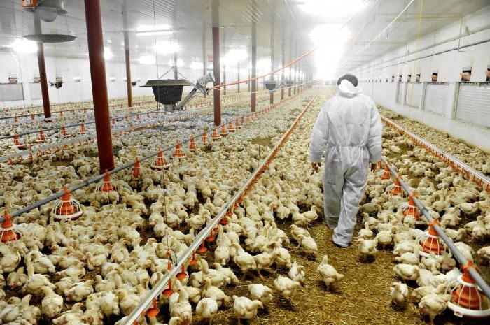 Частен съдебен изпълнител сложи на тезгяха птицеферма и трансформаторен пост