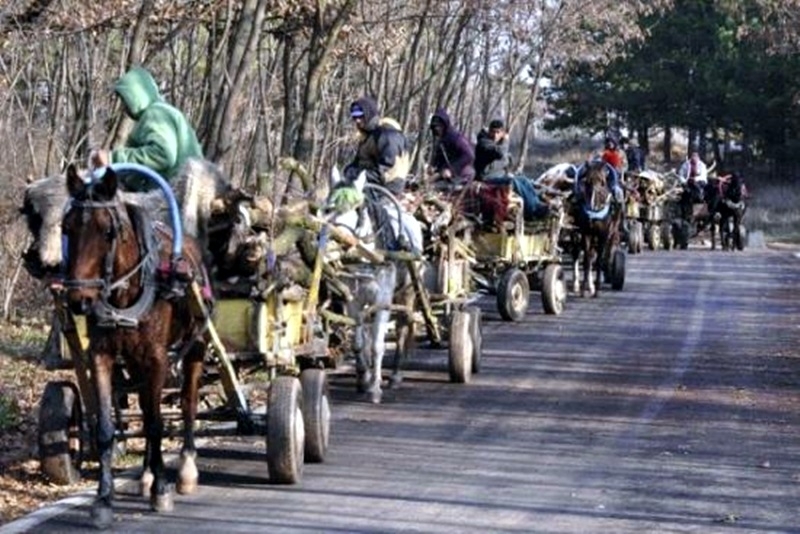 Каруци с незаконно отсечени дърва са конфискувани от полицията във