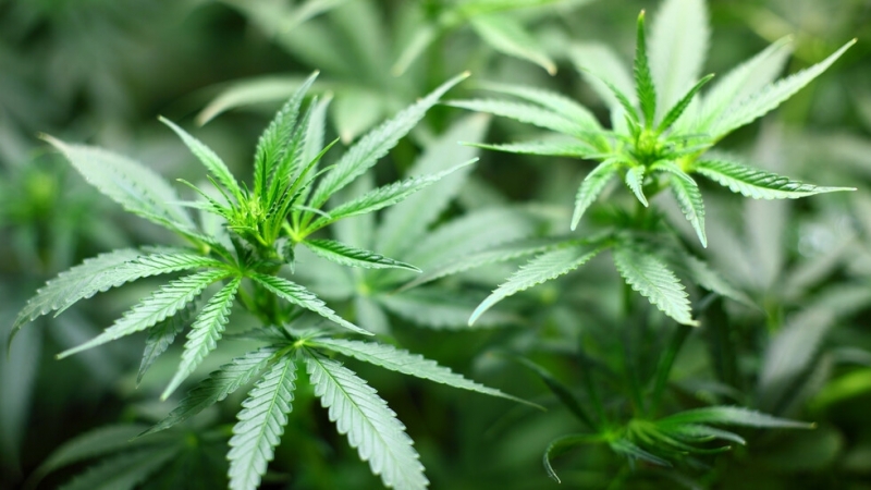 Откриха три ниви с марихуана в Кюстендилско, съобщават от прокуратурата.