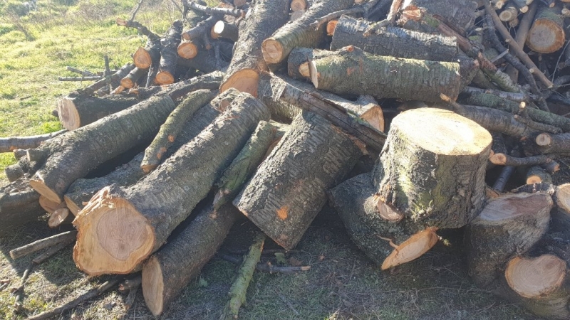 Полицаи намериха незаконни дърва в къща във Видинско съобщиха от