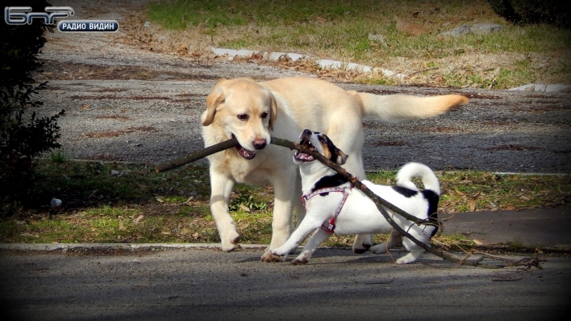 Врачани ще си изградят парк за разхождане на домашни любимци Площадката