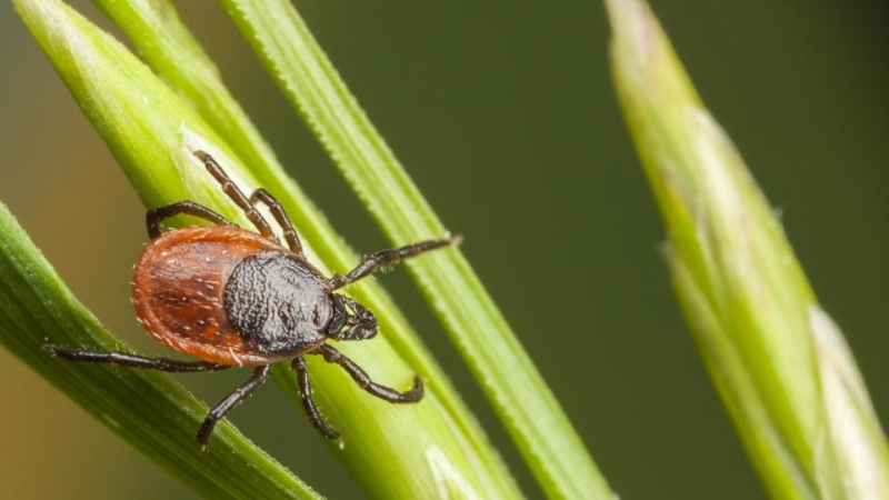 Проф Тодор Кантарджиев с ценни съвети за безопасност в сезона