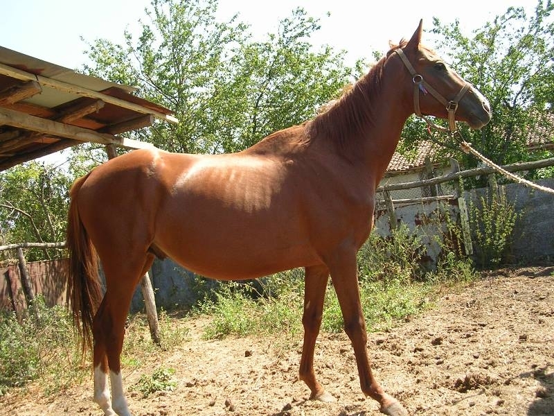 Апаш е откраднал кон от Берковица съобщиха от полицията в