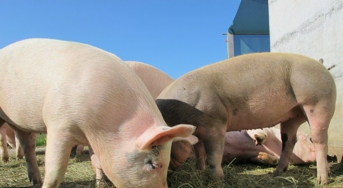Ситуацията с чумата е критична Ако дивите свине заразят домашните