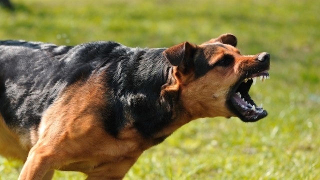 5 годишно дете е било нахапано от куче в двора