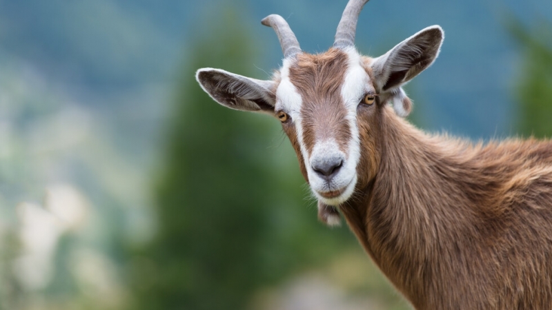 Добро дело! Спасиха кози, паднали в кладенец в Северозапада