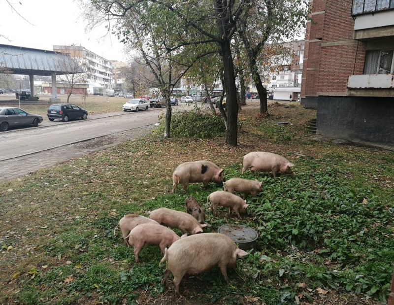 Сняг няма но въпреки това се усеща коледно настроение в