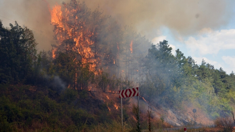 Голям пожар гори в Свиленградско Пламъците са обхванали смесена гора