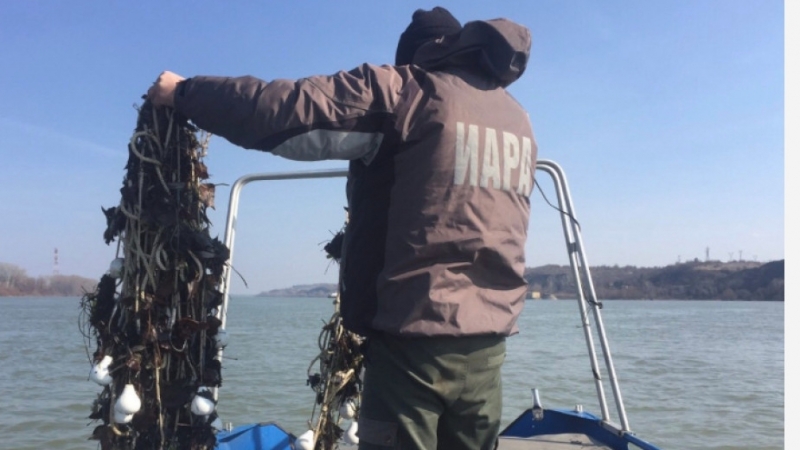 17 кърмака с обща дължина от над 1 километър установиха при