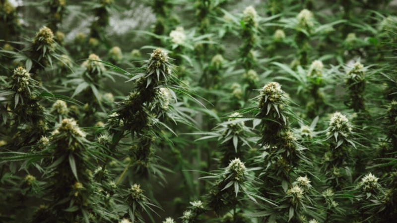 Районна прокуратура Варна води досъдебно производство във връзка с разкрита оранжерия в