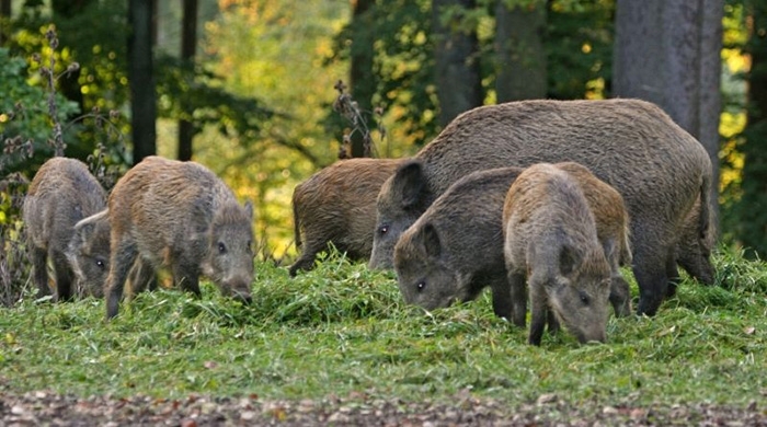 Груповият лов на дива свиня се открива на 29 септември