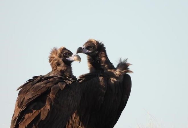 За първи път от близо 100 години двойка черни лешояди