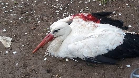 5 ранени птици са били спасени от еколозите на РИОСВ