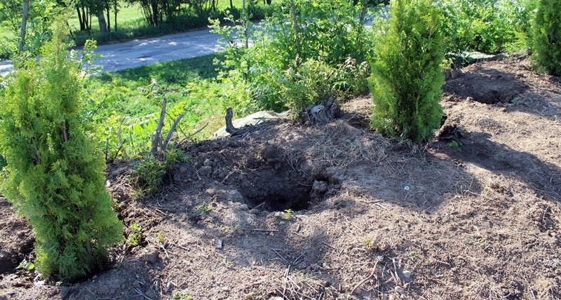 Хванаха апаша задигнал туите на жена от Козлодуй съобщиха от