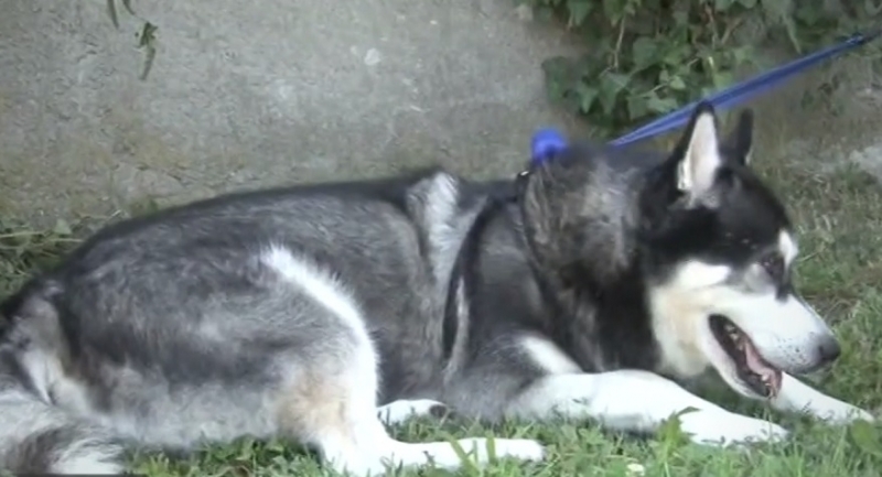 Домашно куче откри изчезнала жена в безпомощно състояние и спаси живота й Героят е