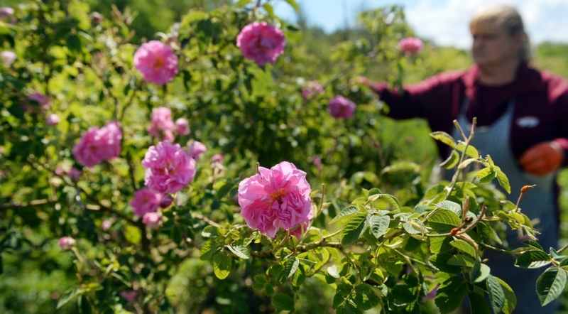 В Казанлък започват трите кулминационни дни на Фестивала на розата