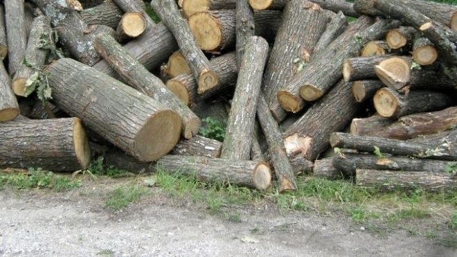 Ченгета и горски намериха незаконни дърва в двор на къща