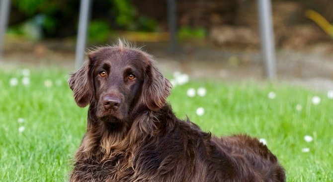 Криминално проявен мъж е стрелял с въздушна пушка по домашно
