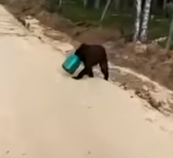 Мечка която си е заклещила главата в бидон се издирва