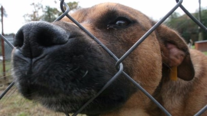 Полицията разследва жестокото убийство на куче в Монтанско съобщиха от