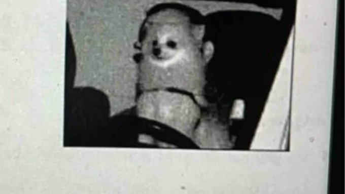 Куче в Германия получи глоба за превишена скорост Това съобщава