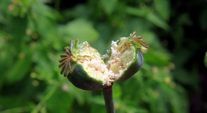 Над 42 хиляди души са починали в САЩ през 2016 а