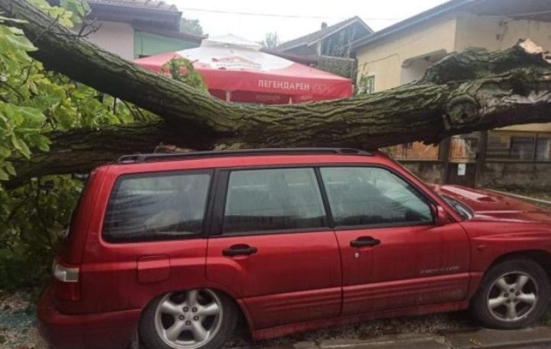 Дърво се счупи и падна върху автомобил в Козлодуй, научи