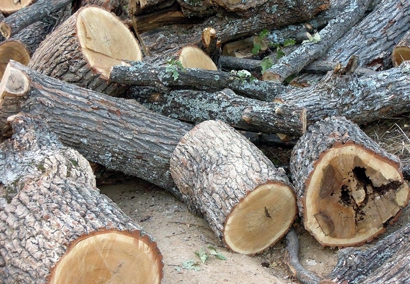 Двама бракониери на дърва са били заловени в землището на