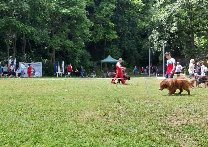 Кучета от цяла България са представени на юбилейната киноложка изложба