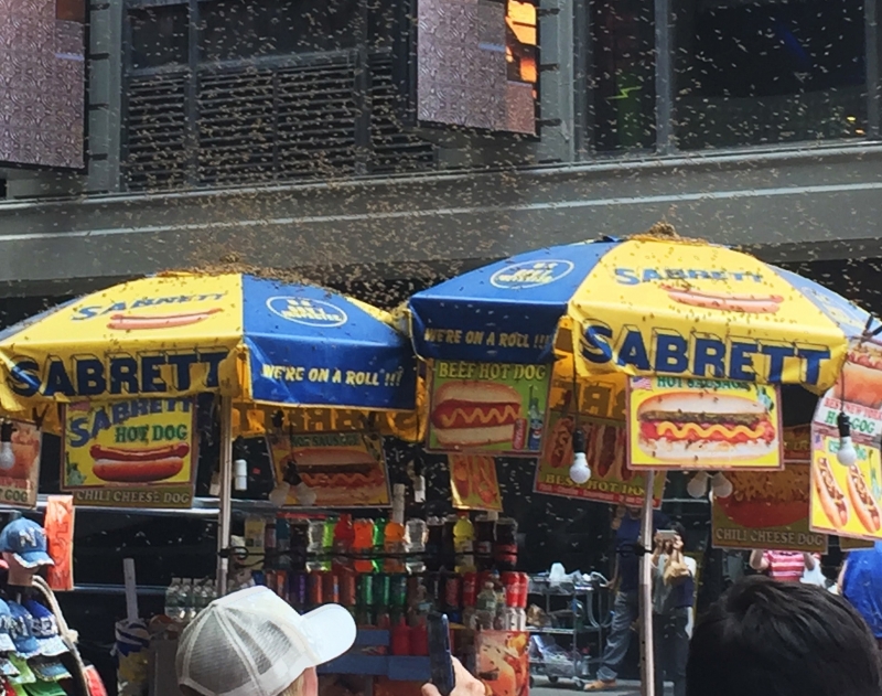 Рояк от 20 000 пчели накацаха върху чадър на будка