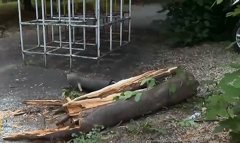 Клон от дърво се стовари върху баща и 11 годишното му дете в градската градина на Кърджали С охлузни рани е детето прегледано е не