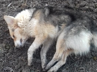 Откриха четири мъртви кучета във Врачанско съобщиха от полицията На