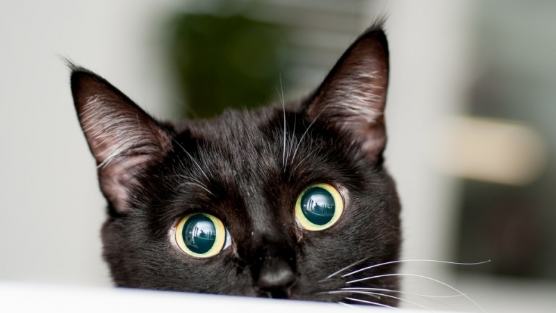 Три проституки в Одрин подадоха жалба срещу собствениците на бордей че са