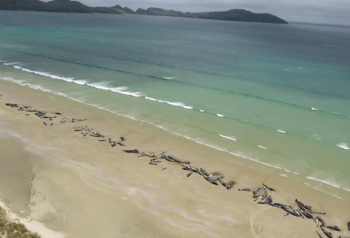 Почти 150 гринди бяха открити изхвърлени по бреговете на остров