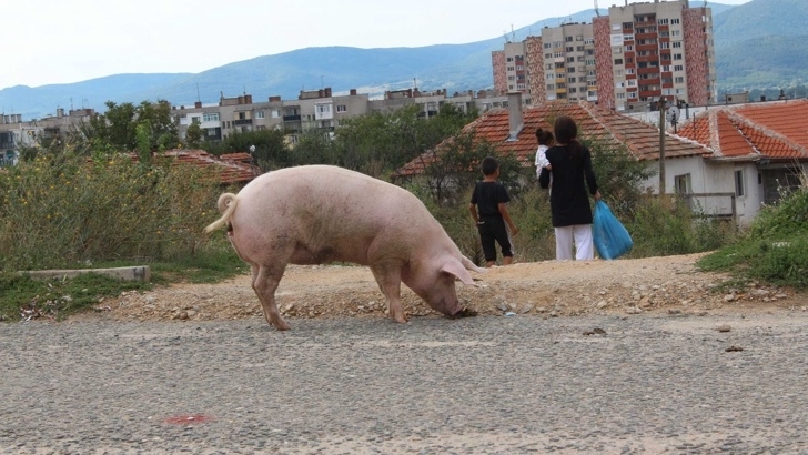 Във връзка с констатирано ново огнище на африканска чума АЧС