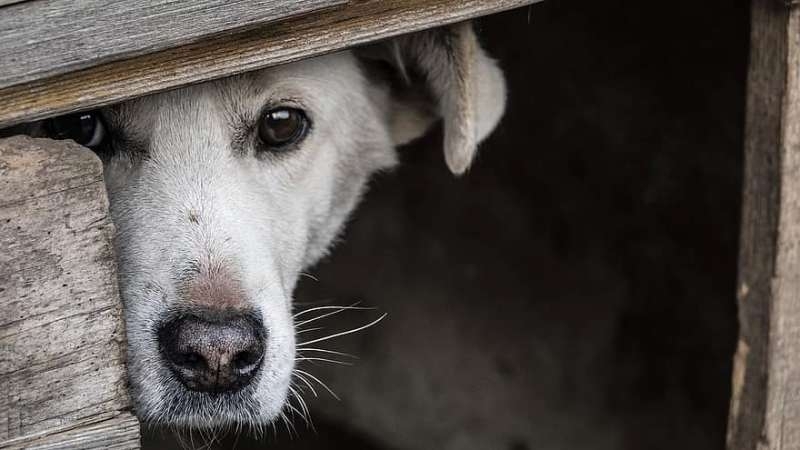 Бандит уби домашно кученце в монтанско село заради дърва съобщиха
