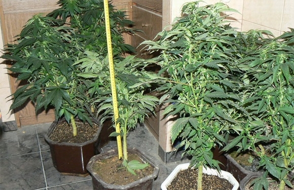 Ченгета са разбили наркооранжерия в Монтанско вчера съобщиха от пресцентъра