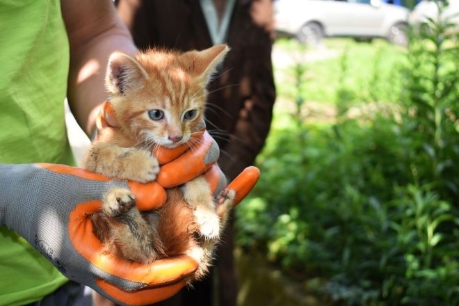 Пожарникари спасиха коте паднало в кладенец в монтанско село Това