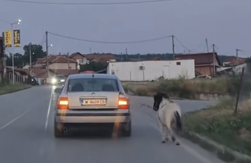 Шофьор подкара колата си с вързано конче за нея в