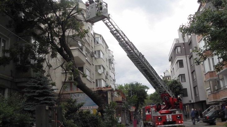 Пожарникари са отстранили изсъхнало дърво пред жилищен блок във Видин