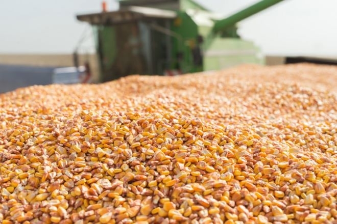 Колебанията в цените на всички основни зърнени стоки на световните